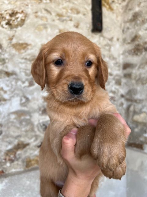 Du haut de crecy - Chiot disponible  - Golden Retriever