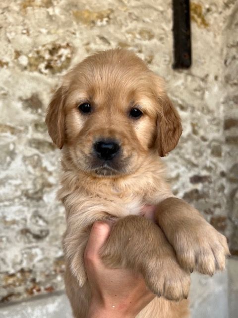 Du haut de crecy - Chiot disponible  - Golden Retriever