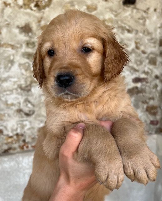 Du haut de crecy - Chiot disponible  - Golden Retriever