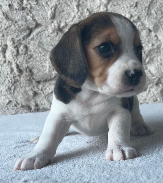 Du haut de crecy - Chiot disponible  - Beagle