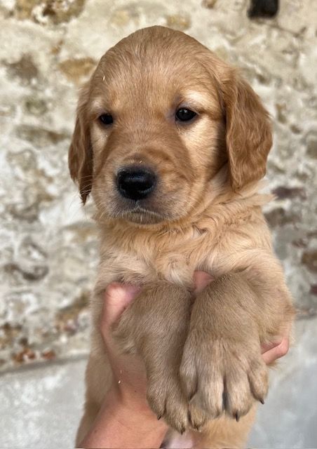 Du haut de crecy - Chiot disponible  - Golden Retriever