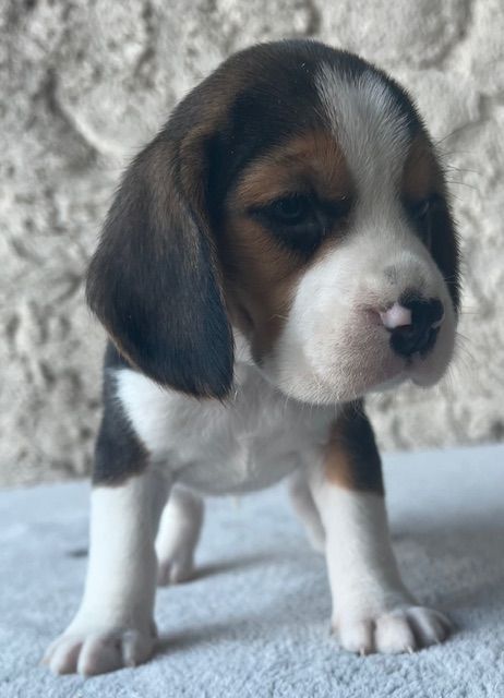 Du haut de crecy - Chiot disponible  - Beagle