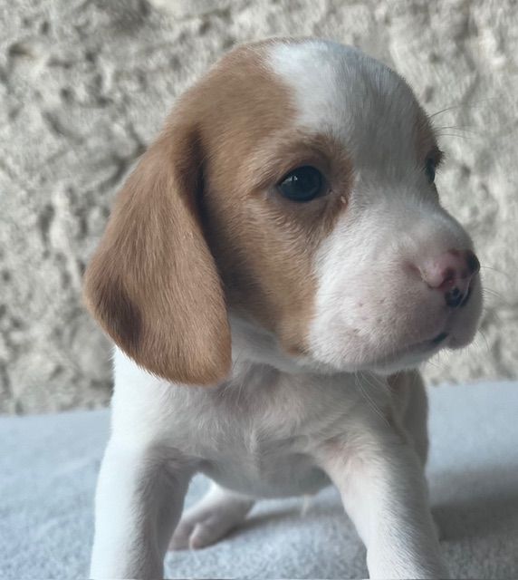 Du haut de crecy - Chiot disponible  - Beagle