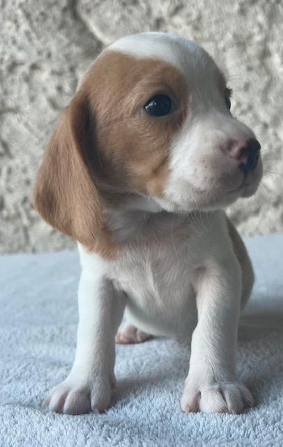 Du haut de crecy - Chiot disponible  - Beagle