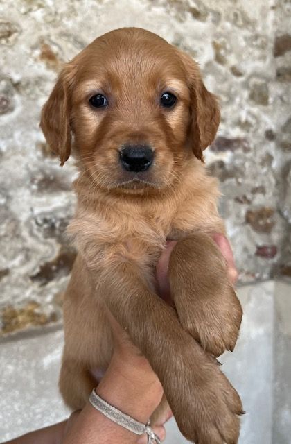 Du haut de crecy - Chiot disponible  - Golden Retriever