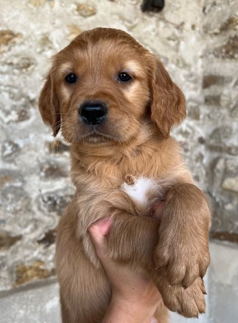 Du haut de crecy - Chiot disponible  - Golden Retriever