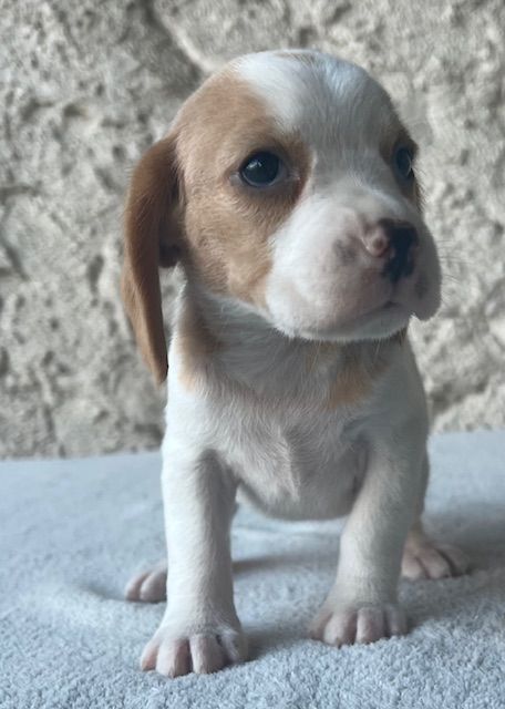 Du haut de crecy - Chiot disponible  - Beagle