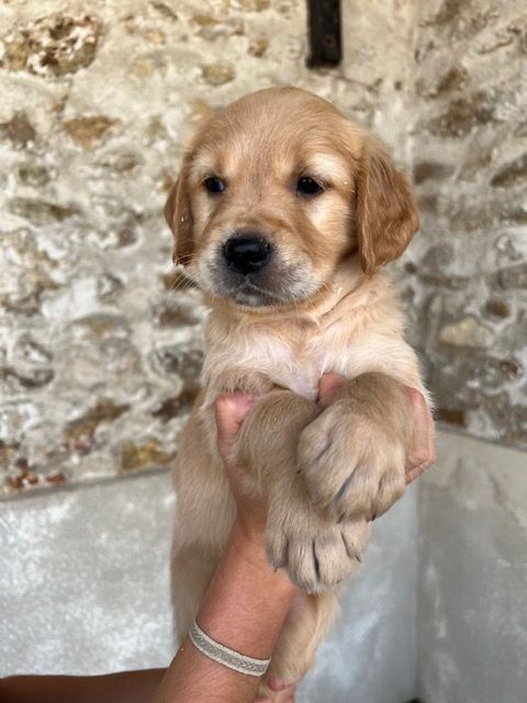 Du haut de crecy - Chiot disponible  - Golden Retriever