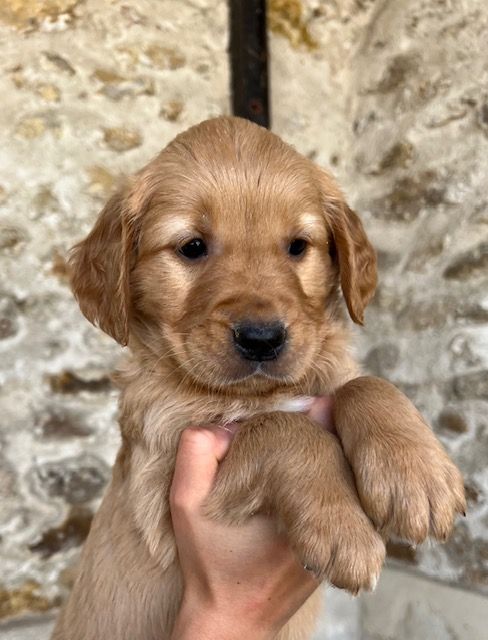 Du haut de crecy - Chiot disponible  - Golden Retriever