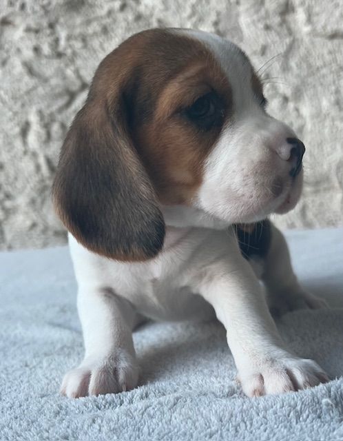 Du haut de crecy - Chiot disponible  - Beagle