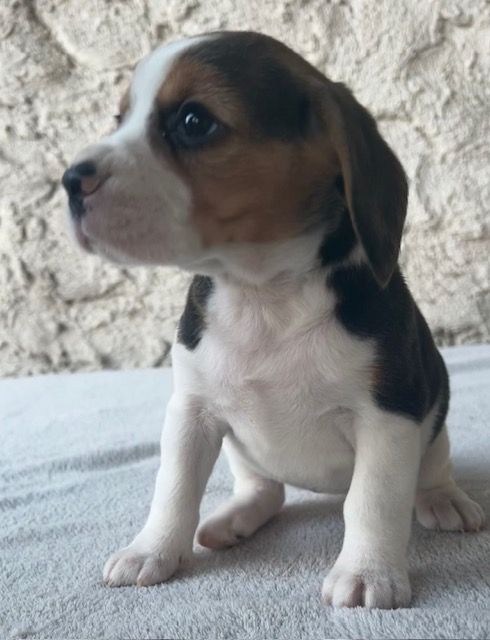 Du haut de crecy - Chiot disponible  - Beagle