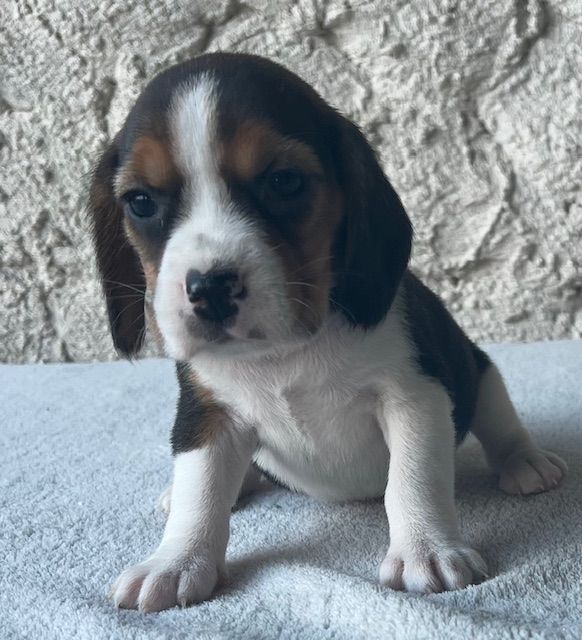 Du haut de crecy - Chiot disponible  - Beagle