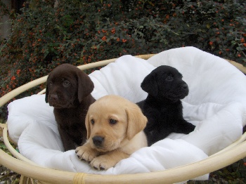 Accueil - Elevage Du haut de crecy - eleveur de chiens Labrador Retriever